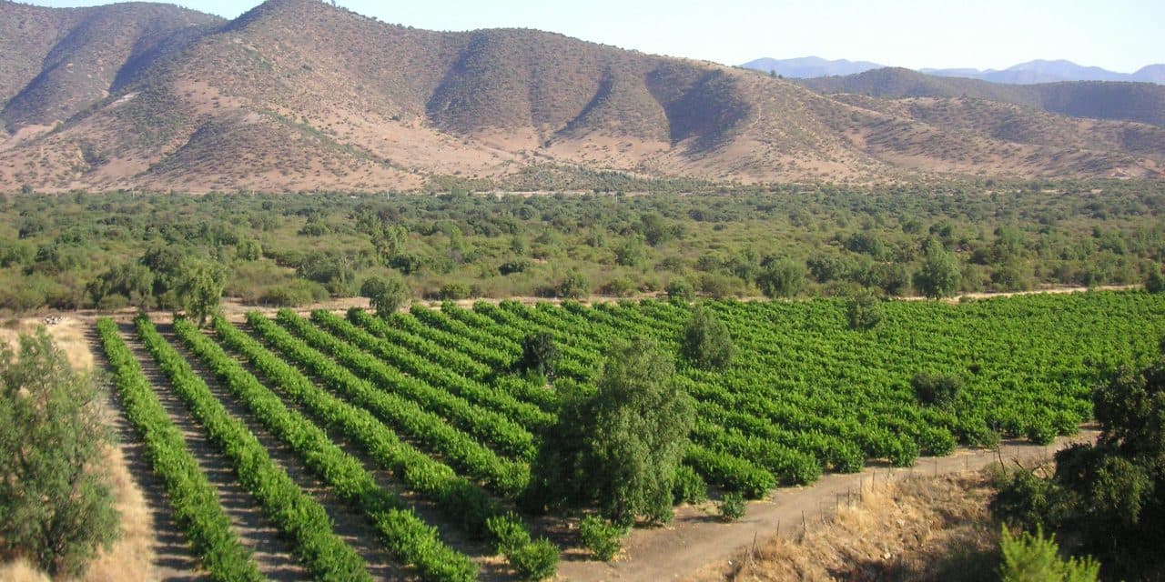 Discover Premium Yerba Mate